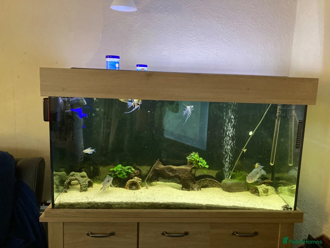Plecos fish for sale: Aqua one 230litre tank and stand in Nuneaton - Advert 7
