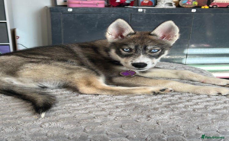 Siberian Husky dogs - Advert 1
