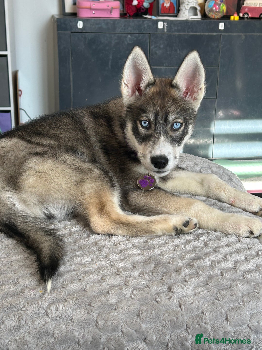 Siberian Husky dogs for sale: Husky  - Image 1