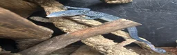 Monitor reptiles for sale: 1.1 pair blue tree monitors  - Advert 4