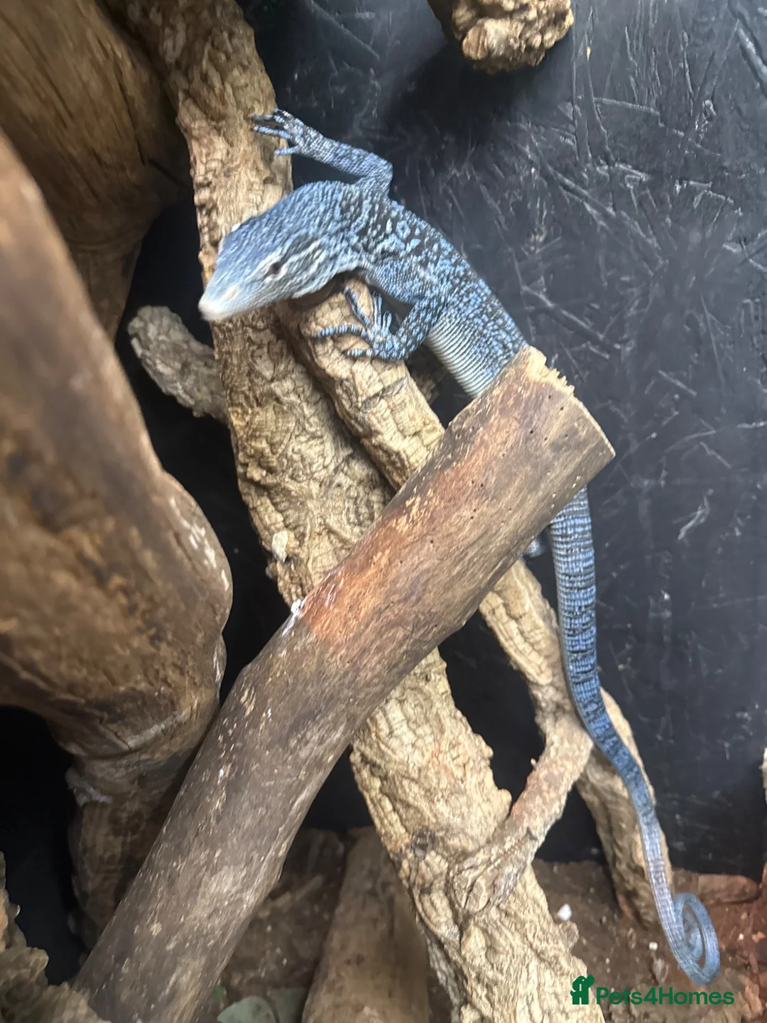 Monitor reptiles for sale: 1.1 pair blue tree monitors  - Advert 4