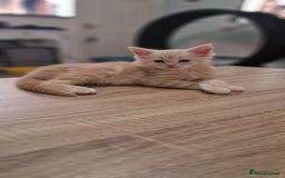 Maine Coon cats for sale: 2 Stunning Cream Pedigree Mainecoons Available  - Image 1