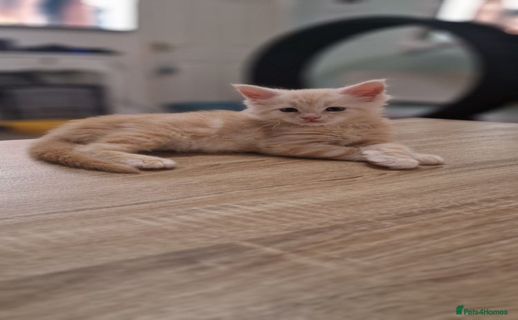 Maine Coon cats - Advert 2