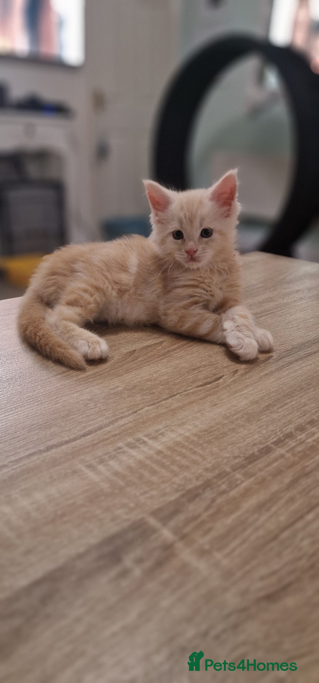 Maine Coon cats for sale: 2 Stunning Cream Pedigree Mainecoons Available  - Image 1
