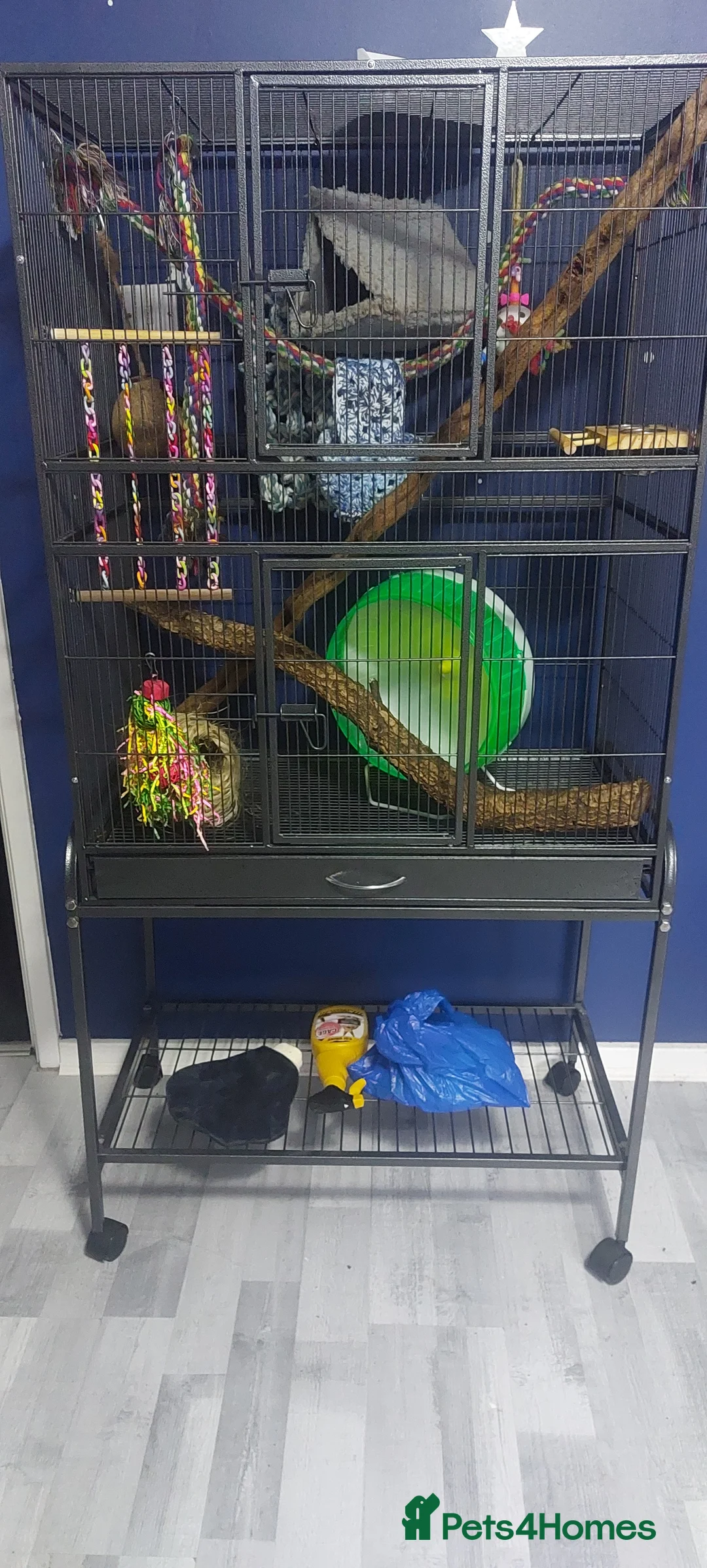 Sugar Glider rodents for sale: Breeding pair of sugar gliders - Advert 2