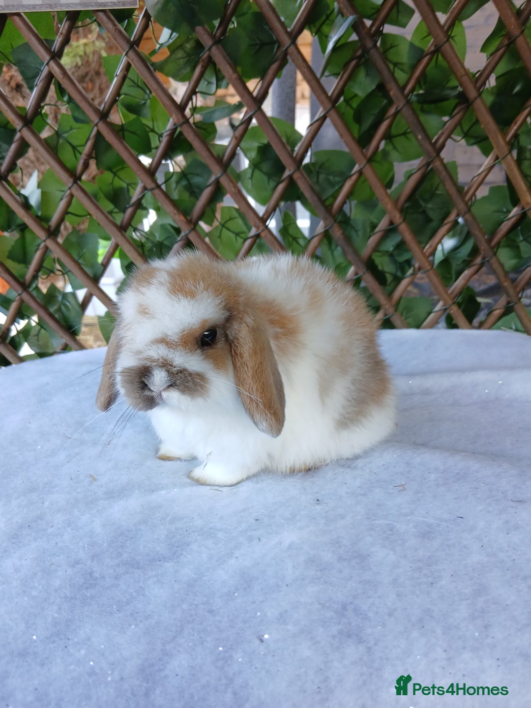 Mini Lop rabbits for sale: ALL REHOMED - Advert 2