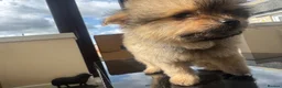Mixed Breed dogs for sale: Pomeranian x Cavachon Puppies  in Strathaven - Advert 9