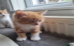 RagaMuffin cats for sale: Adorable Ragamuffin X kittens  - Image 4