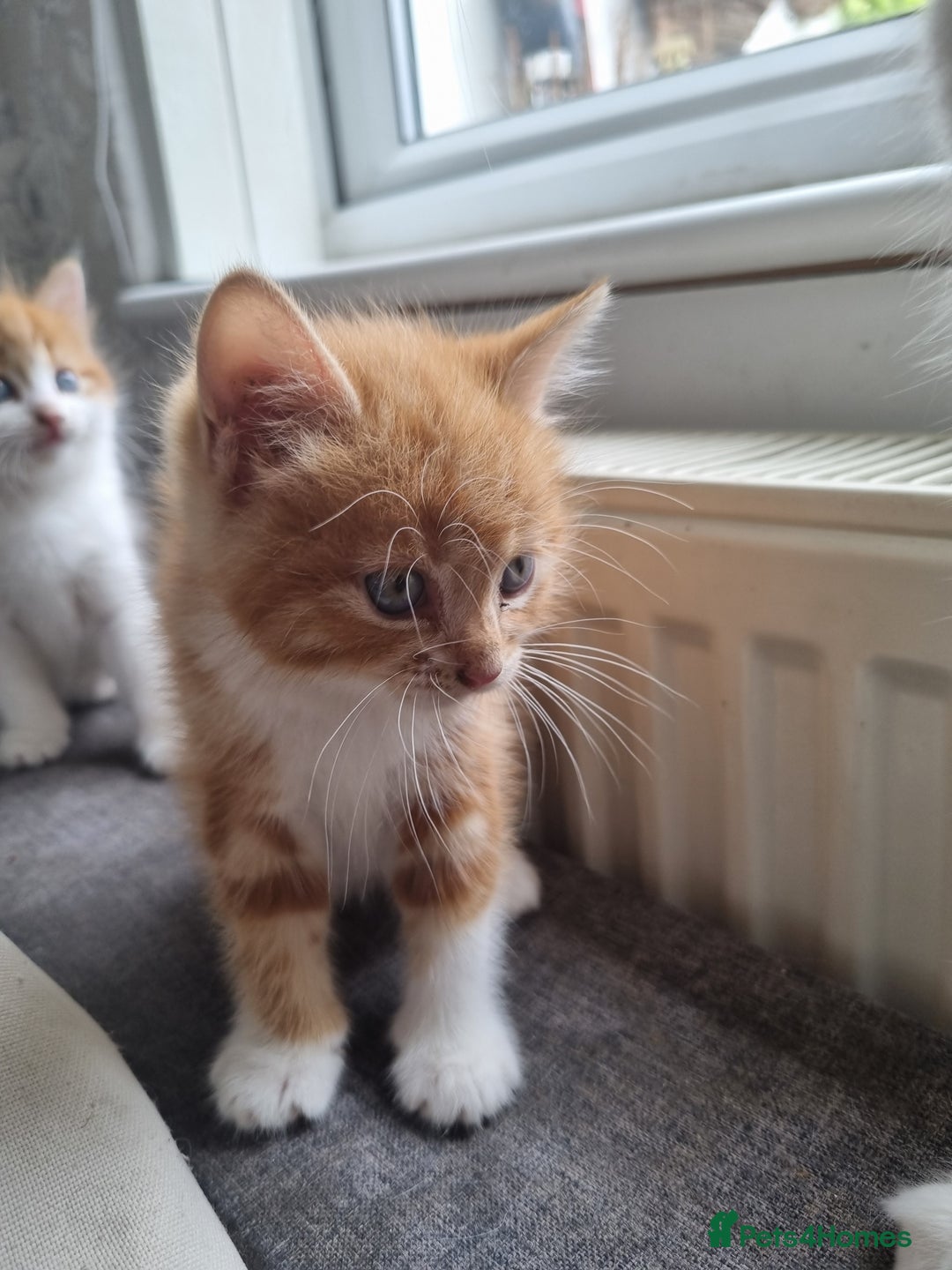 RagaMuffin cats for sale: Adorable Ragamuffin X kittens  - Image 4