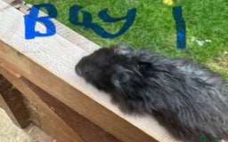 Hamster rodents for sale: Baby syrian hamsters males and females - Image 2