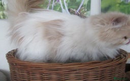 Persian cats for sale: Adorable Pedigree Persian Female Available Now - Image 22