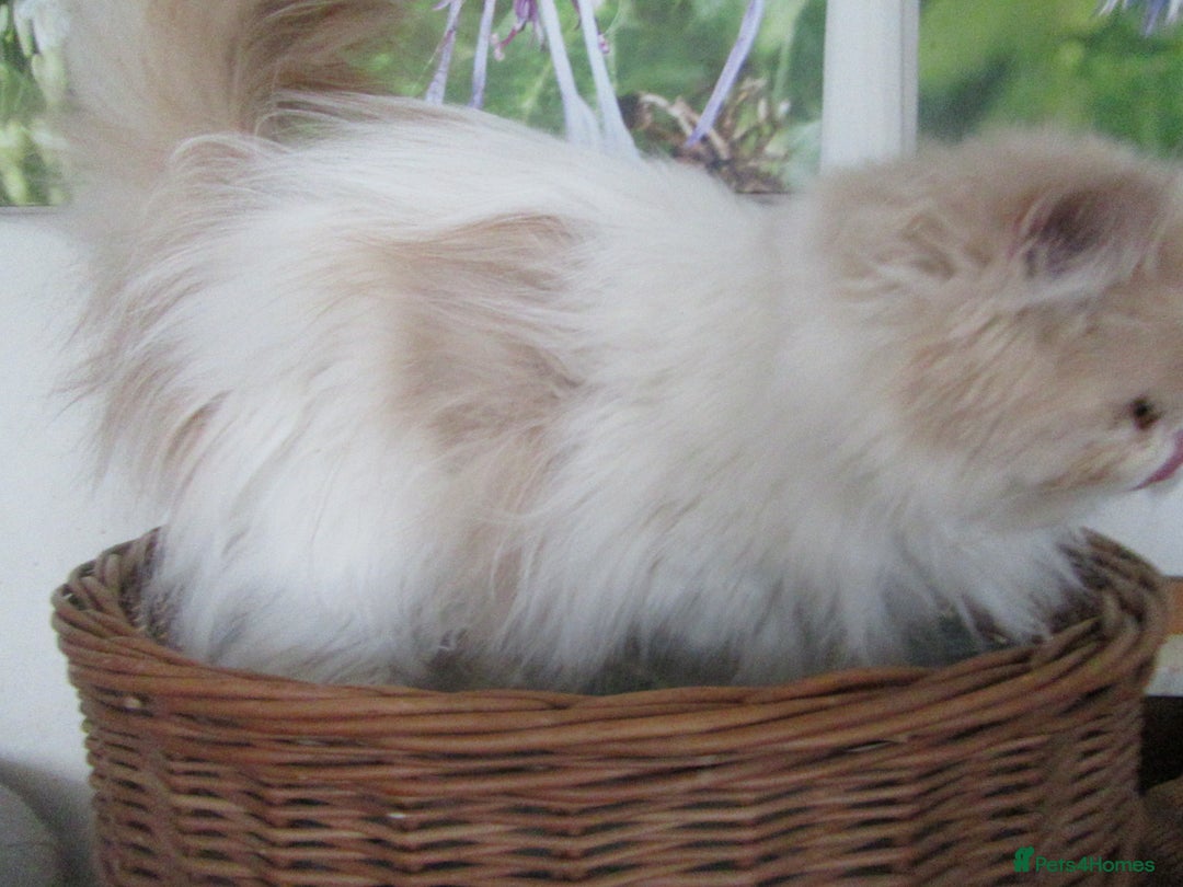 Persian cats for sale: Adorable Pedigree Persian Female Available Now - Image 22