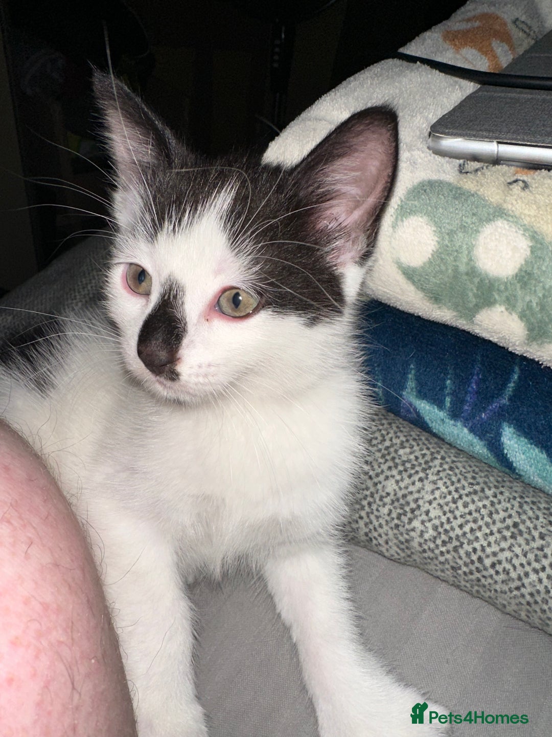 Mixed Breed cats for sale: 4 beautiful male kittens needing homes - Image 6