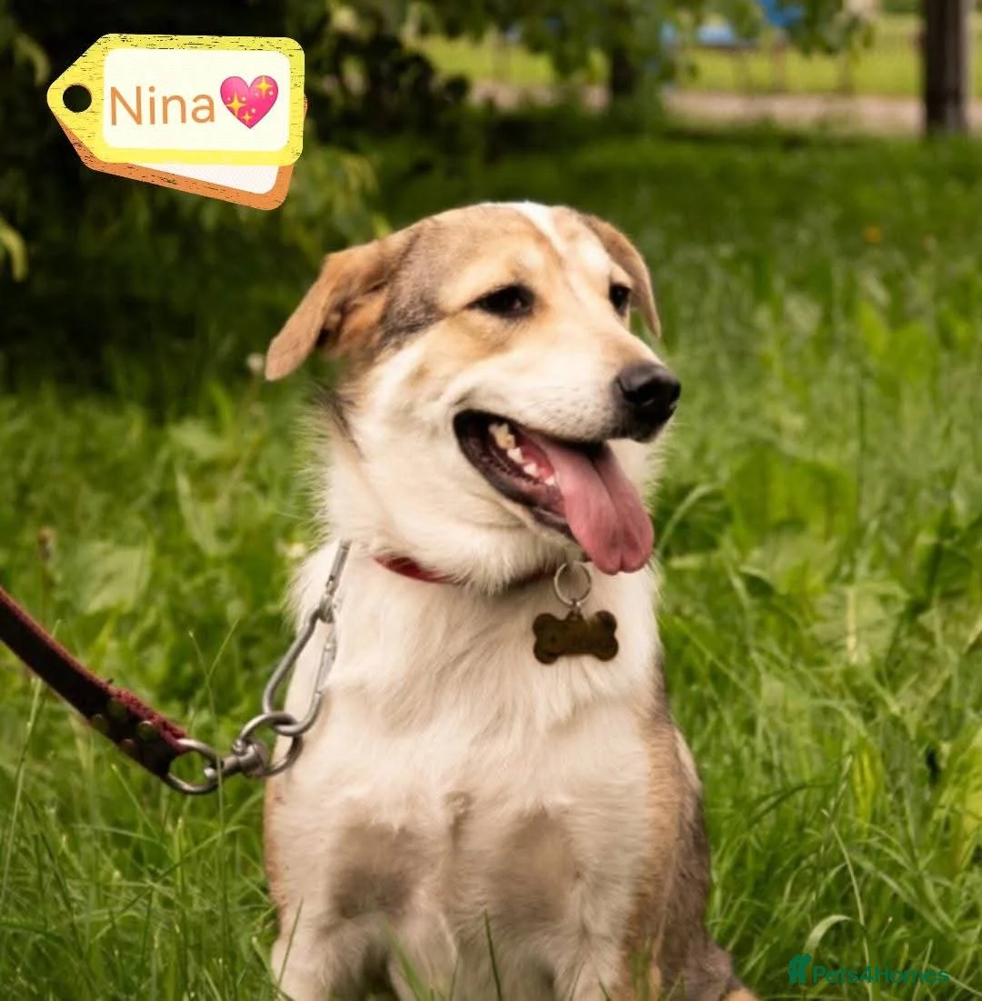 Mixed Breed dogs for adoption: FOSTER/ADOPT:❤️NINA hopes the world can be kind - Advert 8