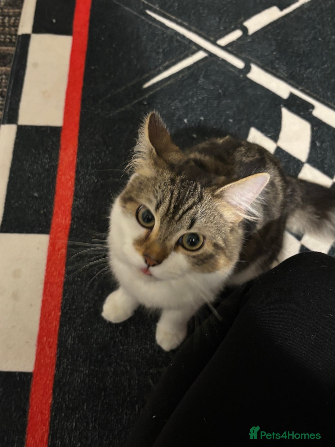 Mixed Breed cats for sale: 2 male cats  - Advert 3