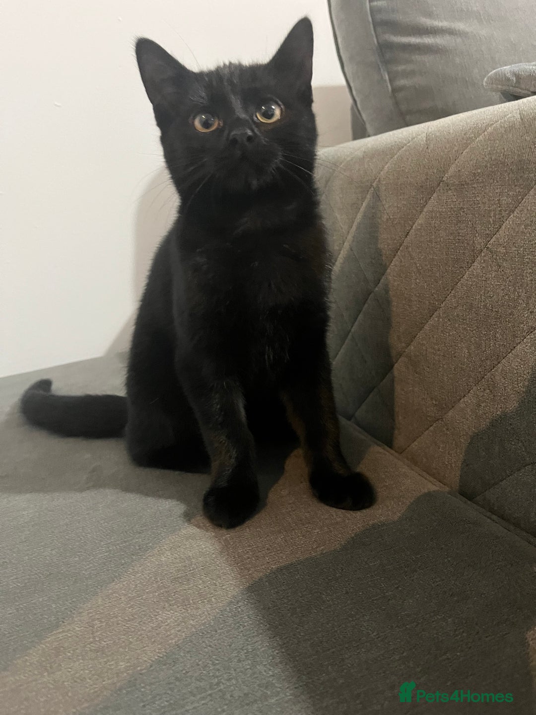 British Shorthair cats for sale: Black British Shorhair adorable kitten - Advert 4