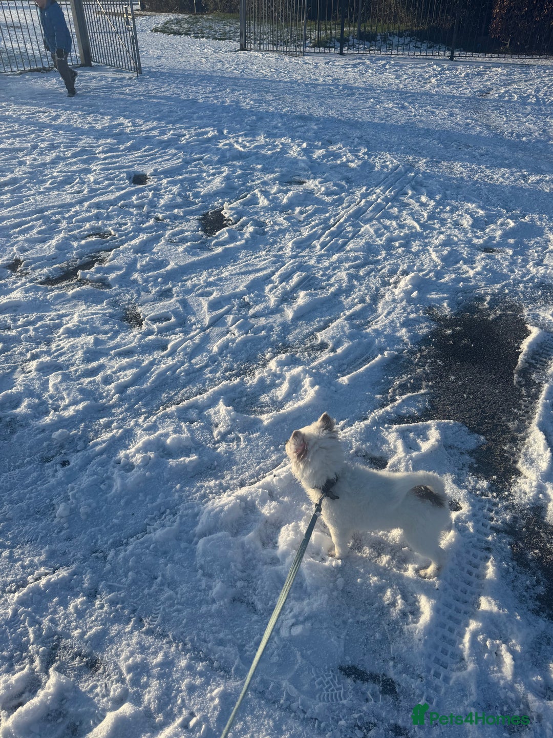 Mixed Breed dogs for sale: chihuahua, Pomeranian jack Russell puppy   - Advert 2