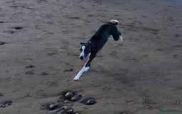 Whippet dogs for stud: Blue & white whippet for stud. - Image 3