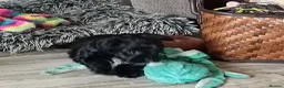 Mixed Breed dogs for sale: Unique little puppies  - Advert 12
