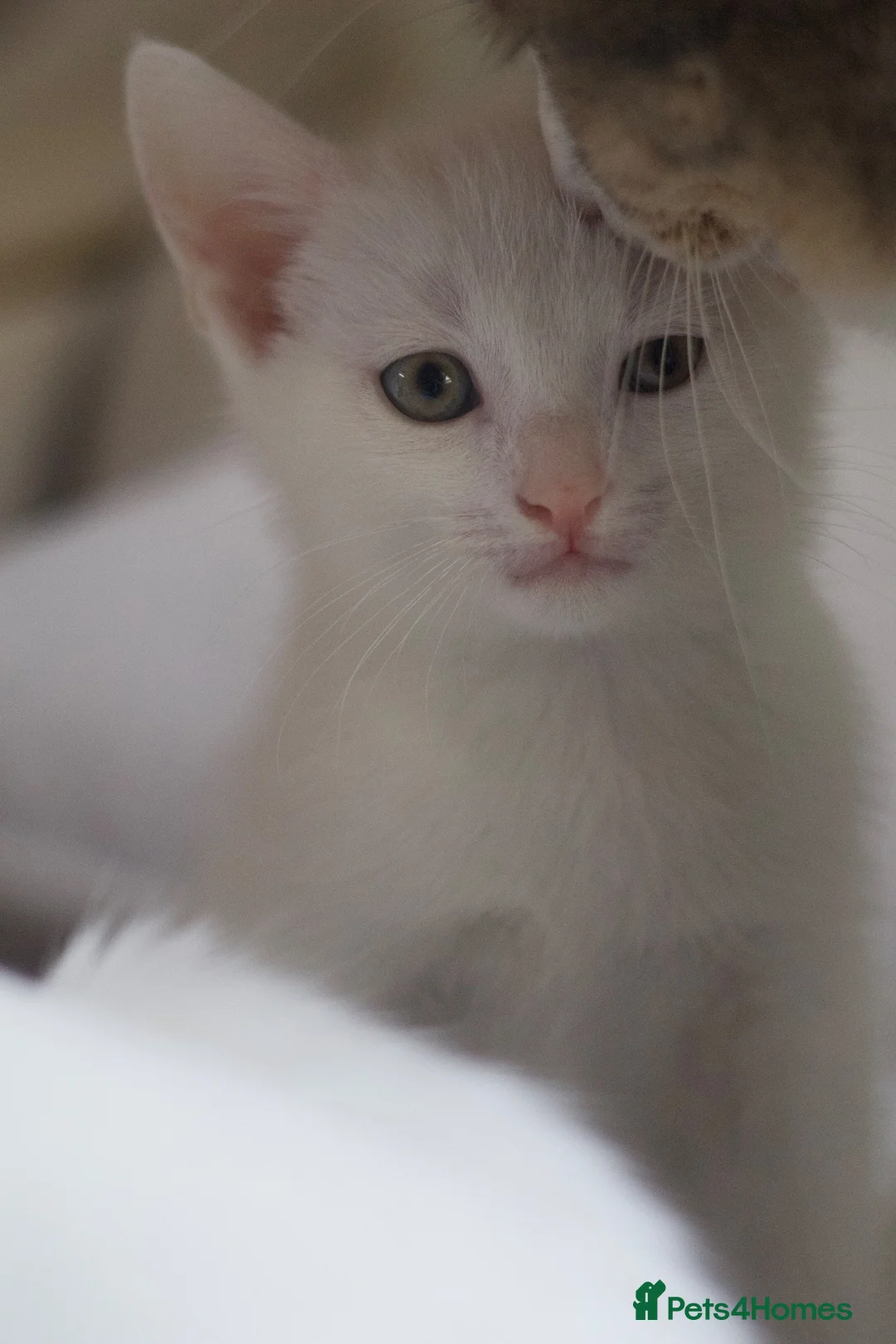 Mixed Breed cats for sale: Four Beautiful Kittens for sales  - Advert 19