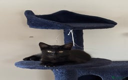 Mixed Breed cats for sale: Black Short Hair Kitten - male - Image 2