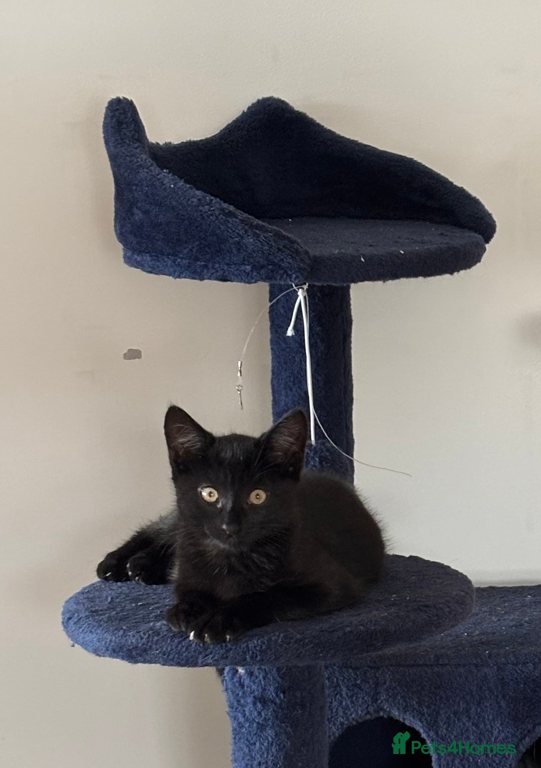 Mixed Breed cats for sale: Black Short Hair Kitten - male - Image 2