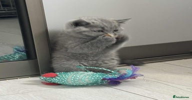 Scottish Fold cats - Advert 2