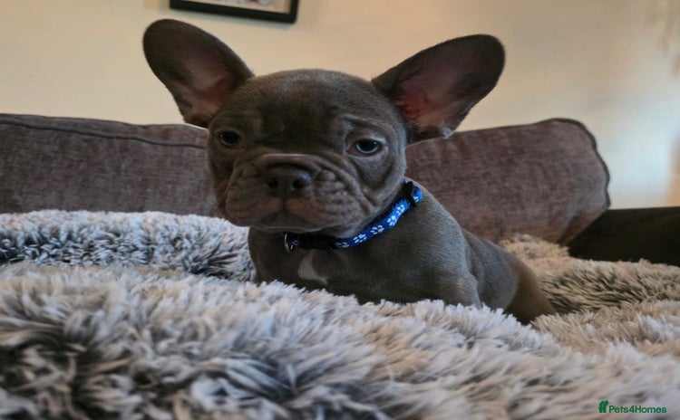 French Bulldog dogs - Advert 5