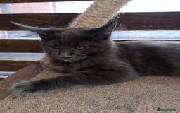 Maine Coon cats for sale: Maine coon purebred pedigre xl in Barnsley - Image 4