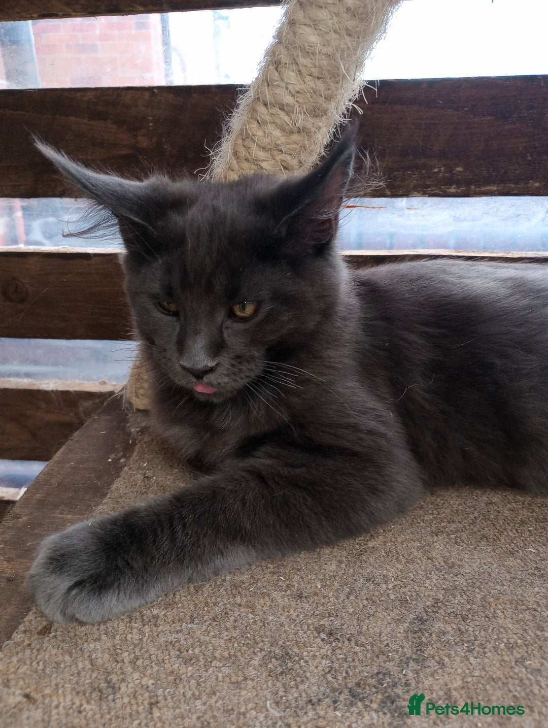 Maine Coon cats for sale: Maine coon purebred pedigre xl in Barnsley - Image 4