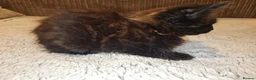 Domestic Shorthair cats for adoption: Rescue Kitten Looking for a Forever Home - Advert 4
