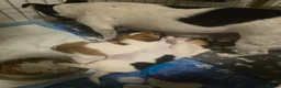 Jack Russell dogs for sale: Gorgeous Jack Russell Puppys🐶✨ - Advert 2