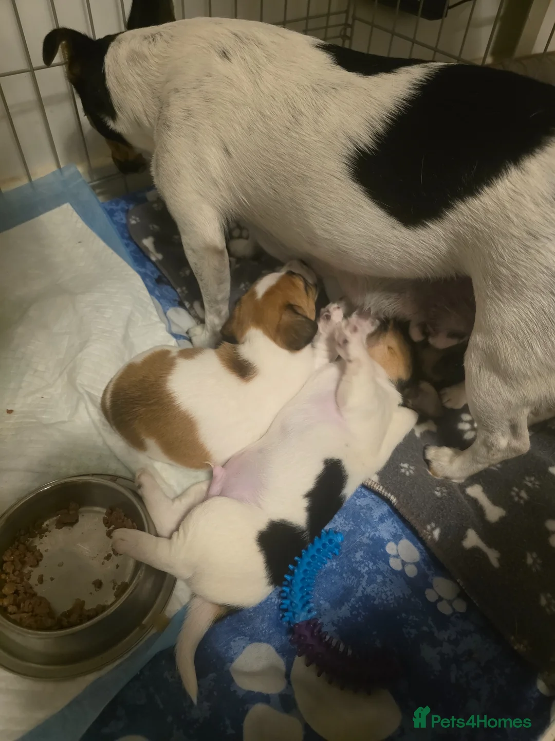 Jack Russell dogs for sale: Gorgeous Jack Russell Puppys🐶✨ - Advert 2