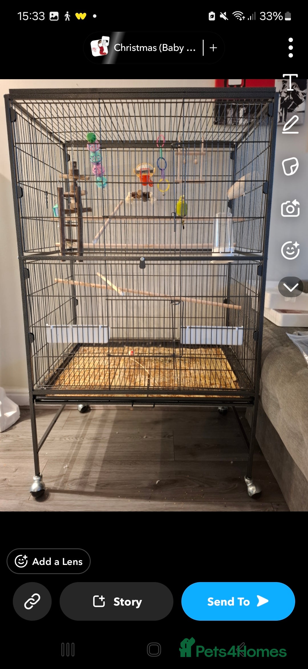 Budgerigars birds for sale: Male budgie cage and accessories  - Advert 3