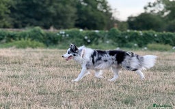 Border Collie dogs for stud: Blue Merle Border Collie Looking for Girlfriend - Image 16
