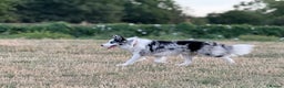 Border Collie dogs for stud: Blue Merle Border Collie **Stud** - Advert 16
