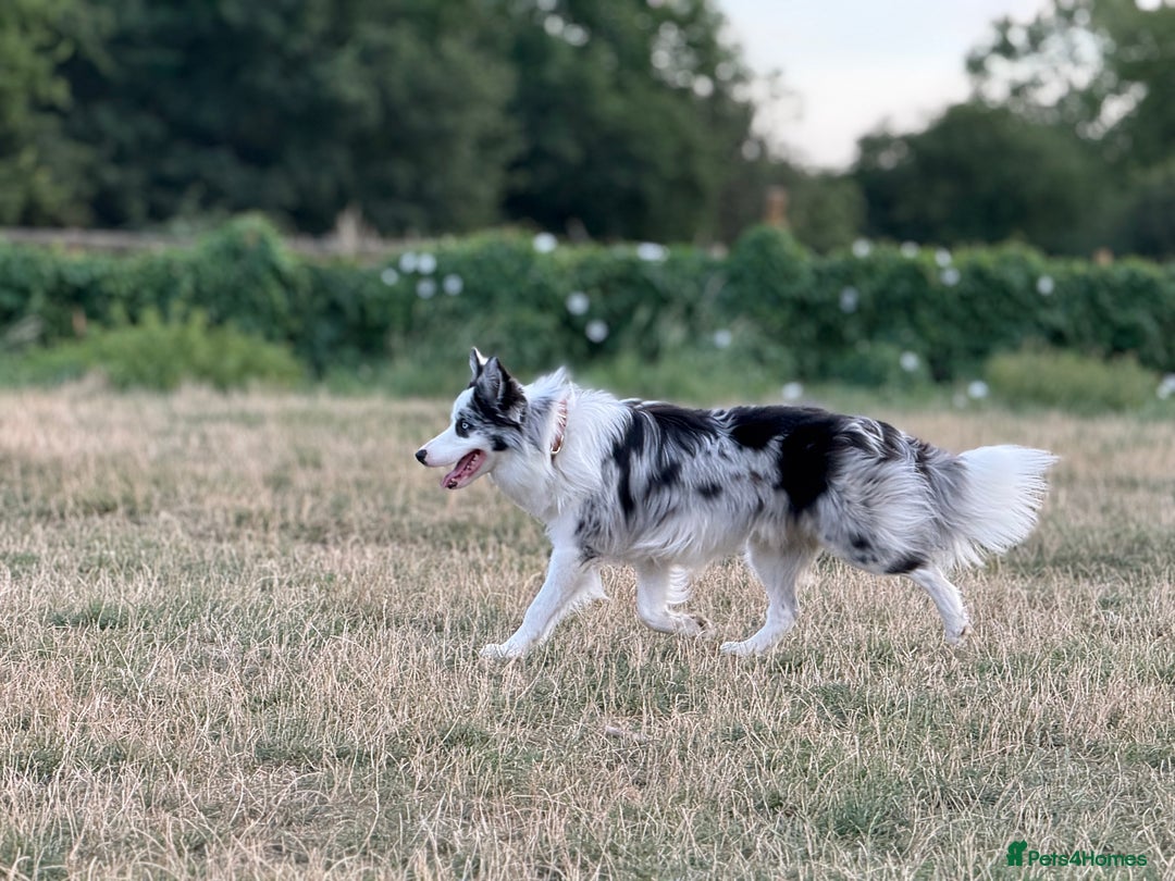 Border Collie dogs for stud: Blue Merle Border Collie Looking for Girlfriend - Image 16