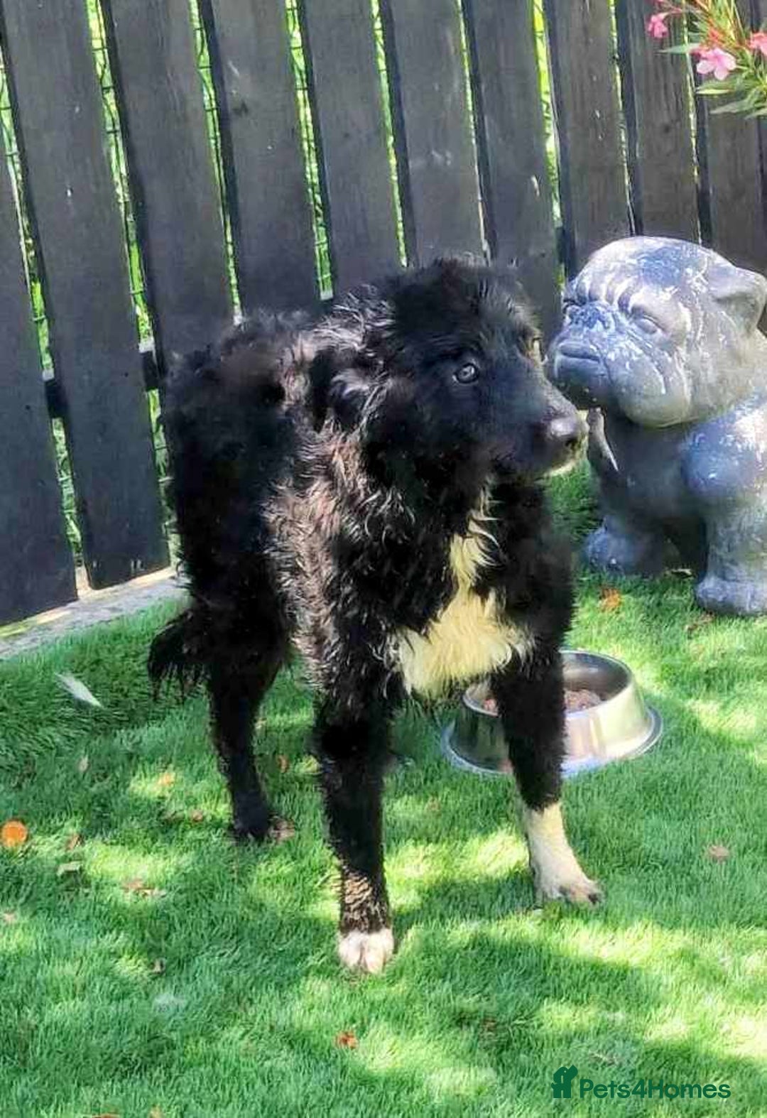 Mixed Breed dogs for adoption: MONTY & DAISY an example of Resilience &Friendship - Image 2
