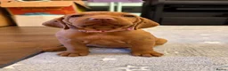 Hungarian Vizsla dogs for sale: Ready Now KC Hungarian Vizsla Puppies - Advert 7