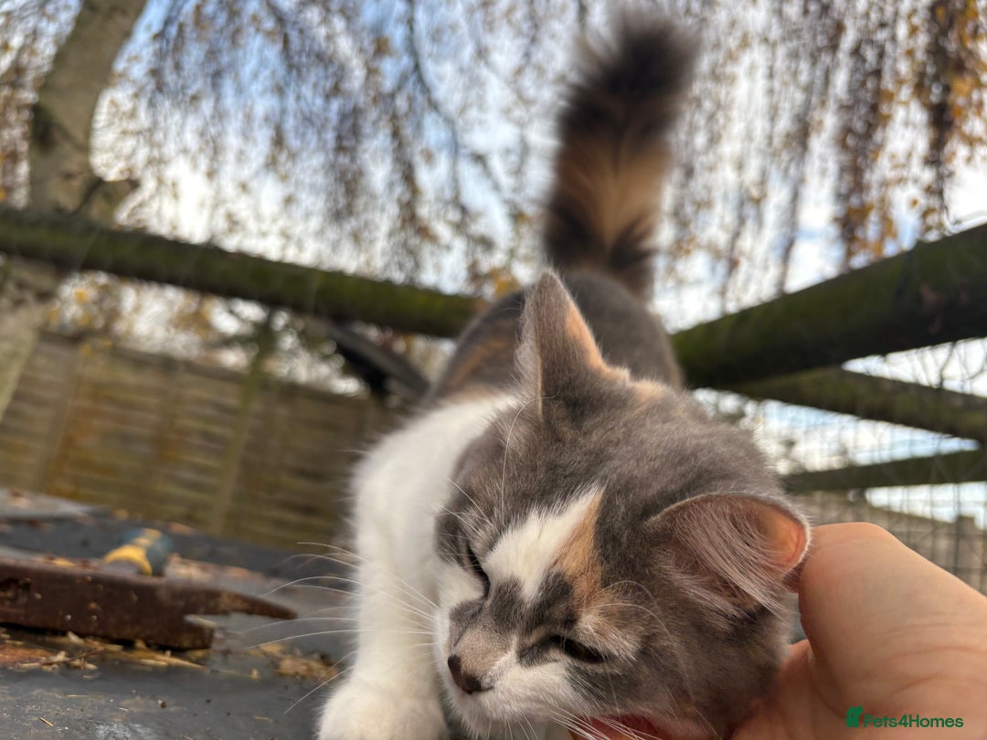 British Shorthair cats for sale: 1 boy and 1 girl - Advert 1