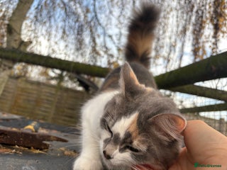 British Shorthair cats 1 boy and 1 girl - Advert 1