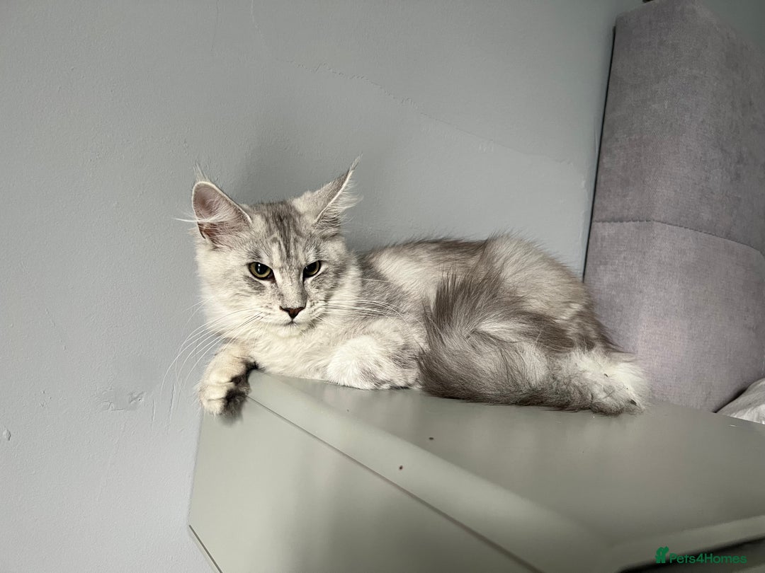 Maine Coon cats for sale: GCCF register girls  - Image 1