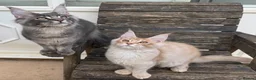 Maine Coon cats for sale: Reduced! XL quality TICA Maine Coon active possib  - Advert 10