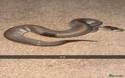 Snake reptiles for sale: Royal Python / Boa  - Image 24