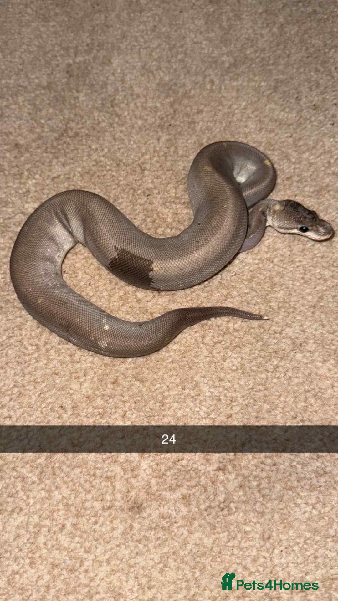 Snake reptiles for sale: Royal Python / Boa  - Image 24
