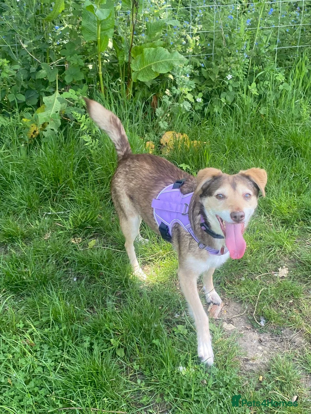 Mixed Breed dogs for adoption: 🌼 Poppy – Gentle, Sensitive Soul Looking  - Advert 2