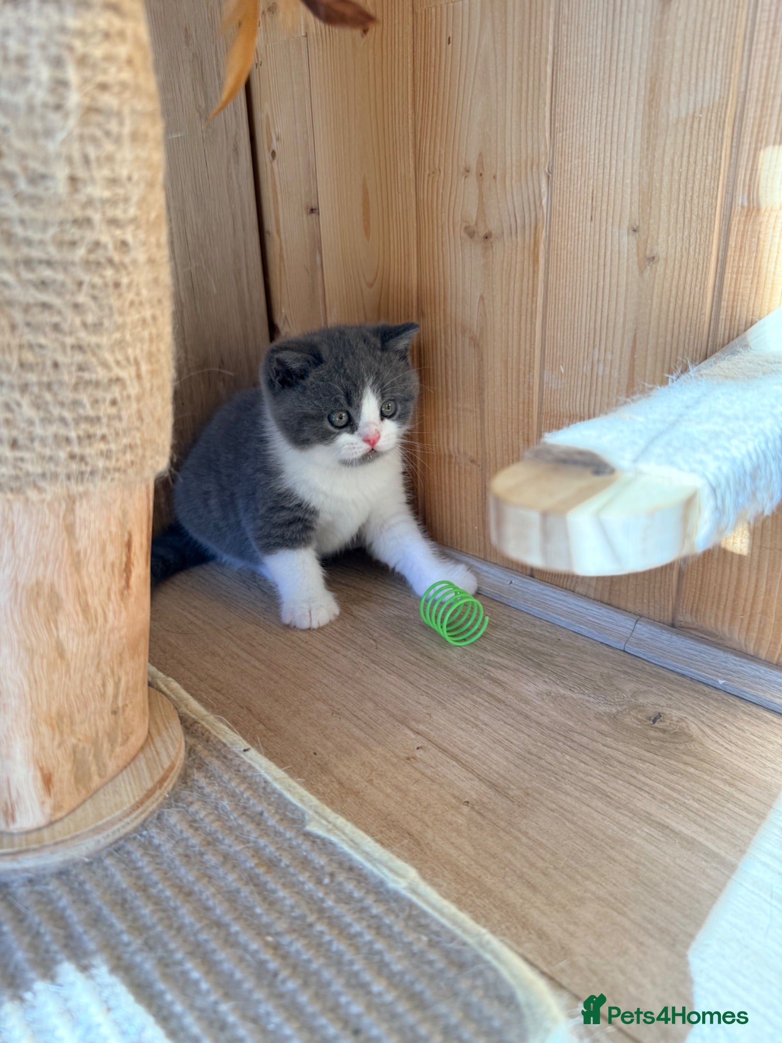 British Shorthair cats 3 British shorthair kittens - Advert 2