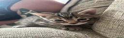 Bengal cats for sale: Mix Bengal kittens for sell in Corby - Advert 11