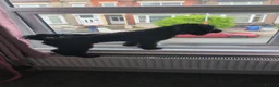 Cockapoo dogs for sale: 9 month old cockerpoo in Stoke-on-Trent - Advert 4