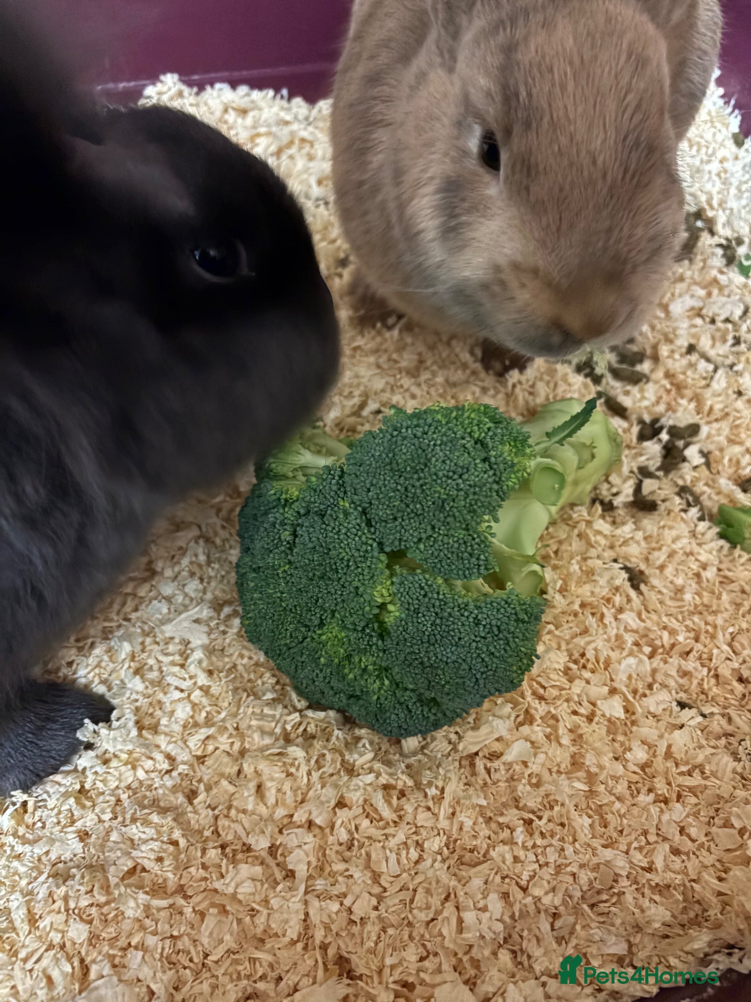 Mixed Breed rabbits 2 female rabbbits  - Advert 2